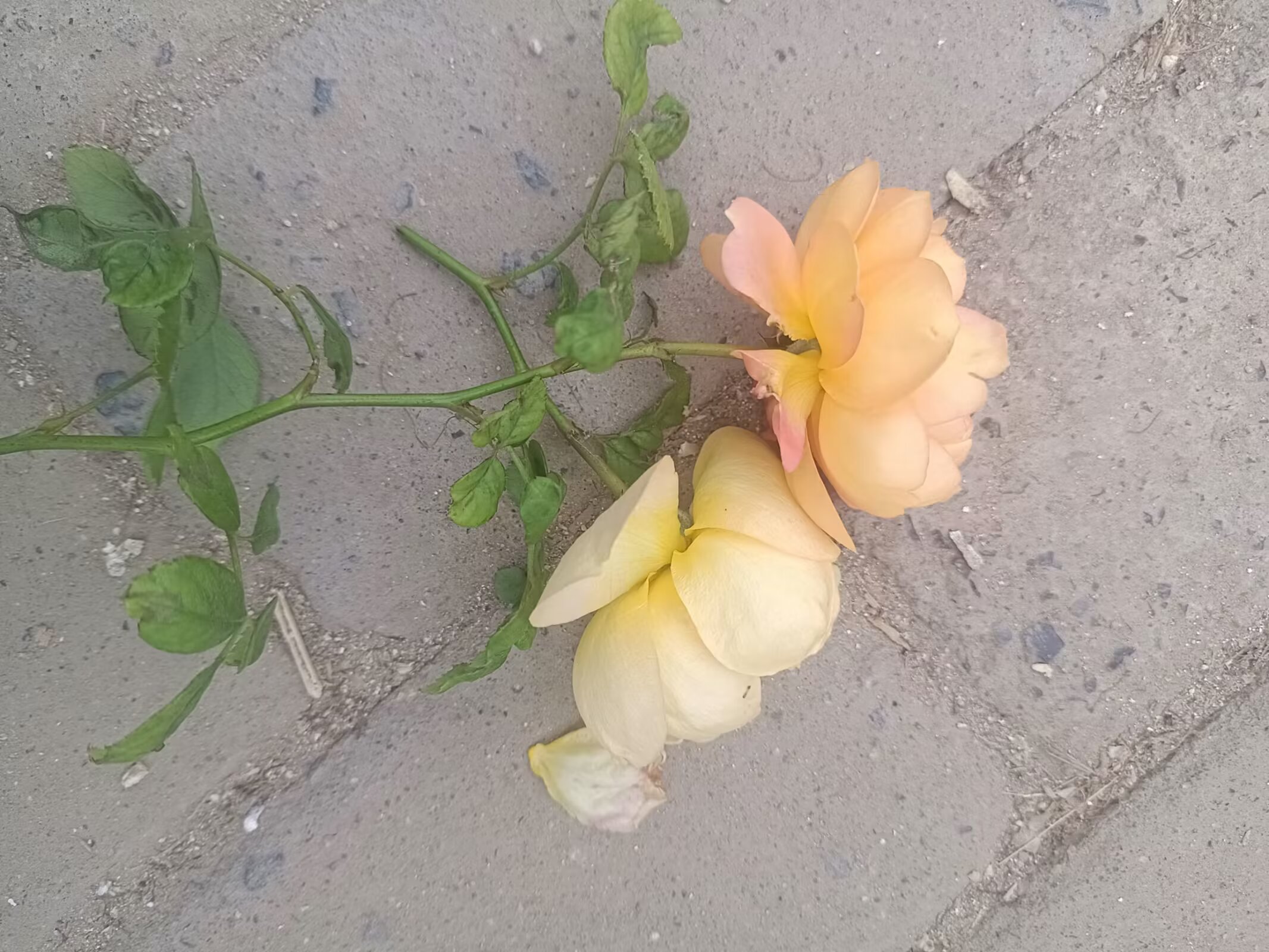 去年拍下的花